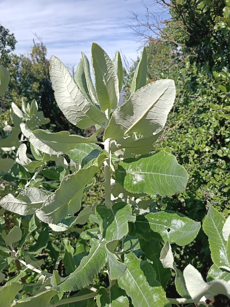 Acrisione denticulata photo 2