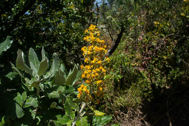 Acrisione denticulata photo 3