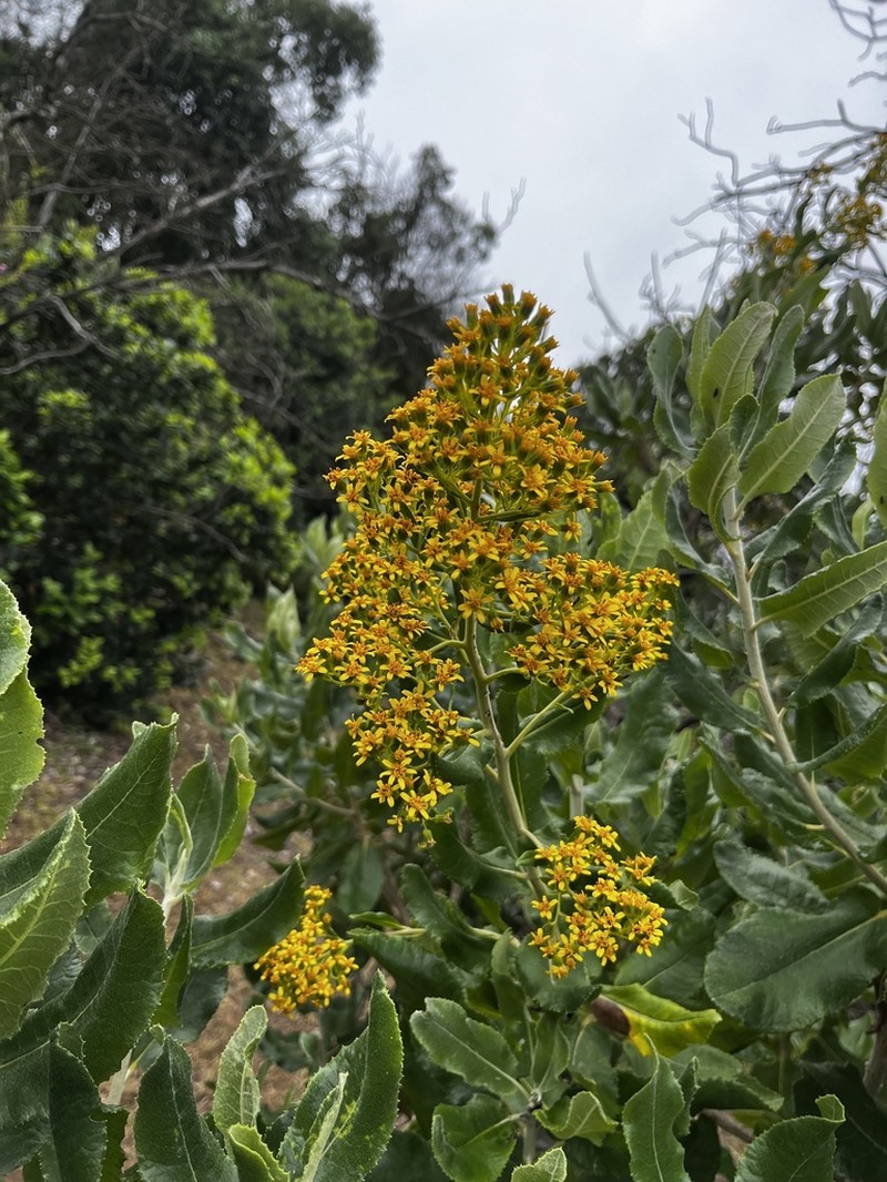 Acrisione denticulata photo 6