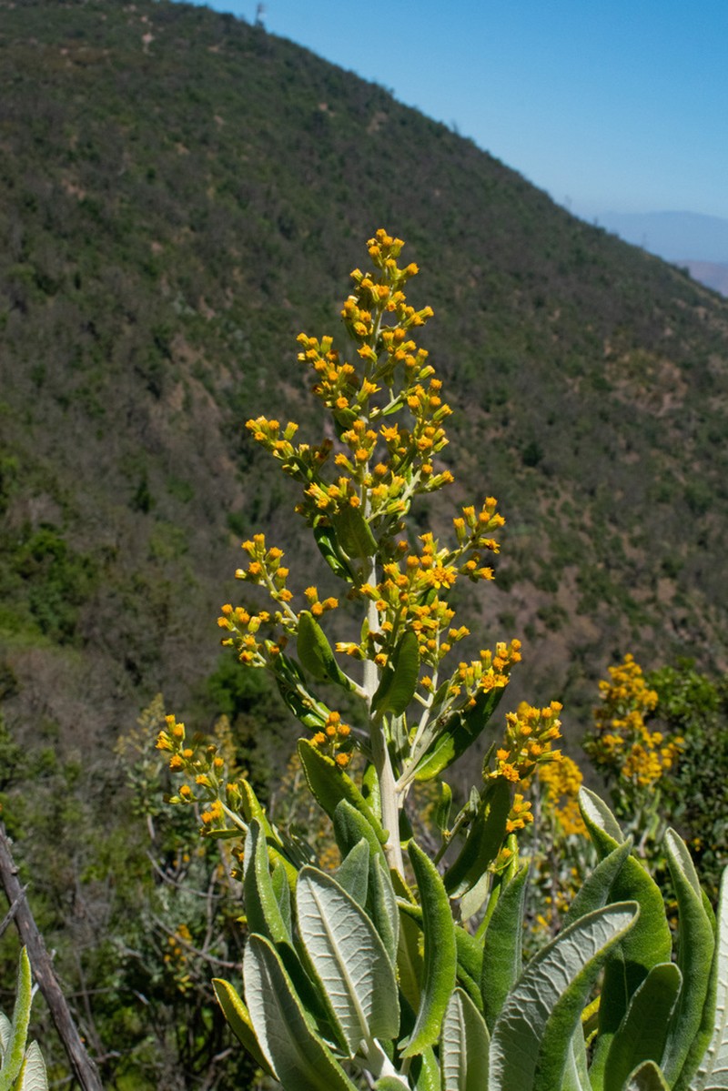 Acrisione denticulata photo 8