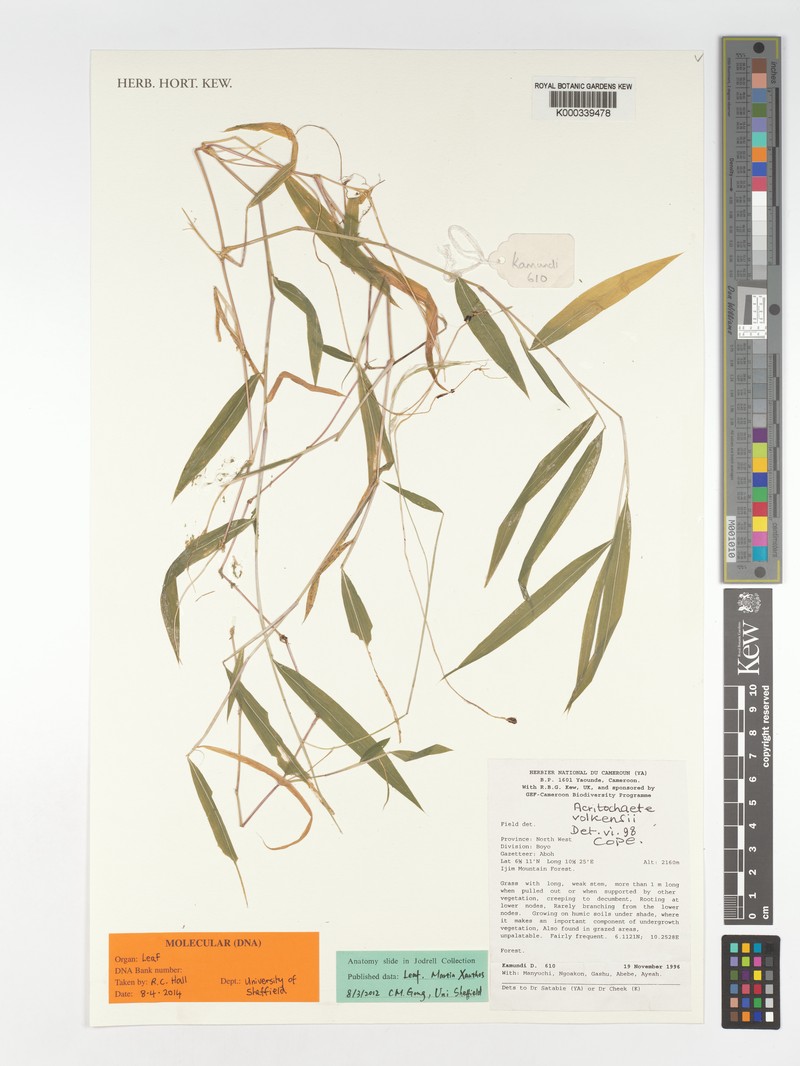 Acritochaete volkensii photo 3