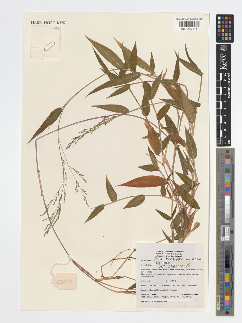 Acritochaete volkensii photo 4