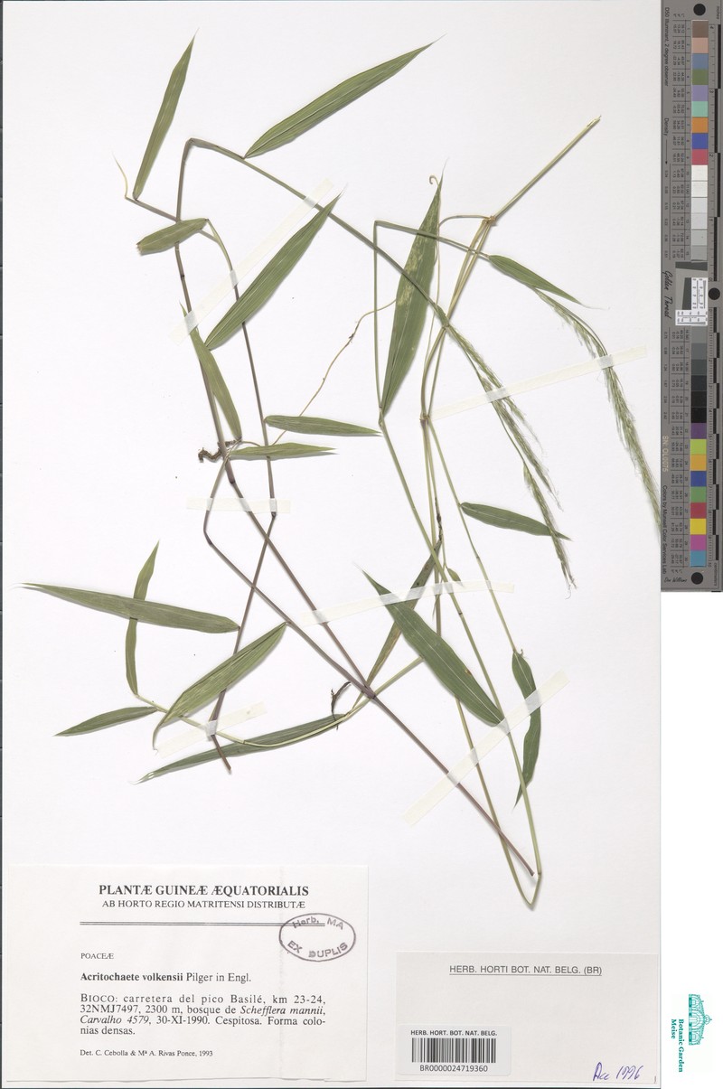 Acritochaete volkensii photo 5
