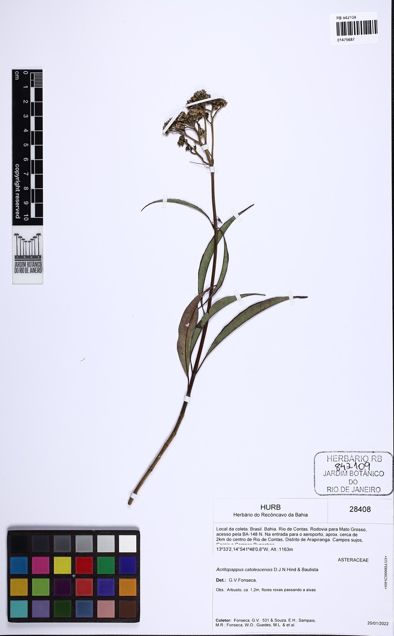 Acritopappus catolesensis