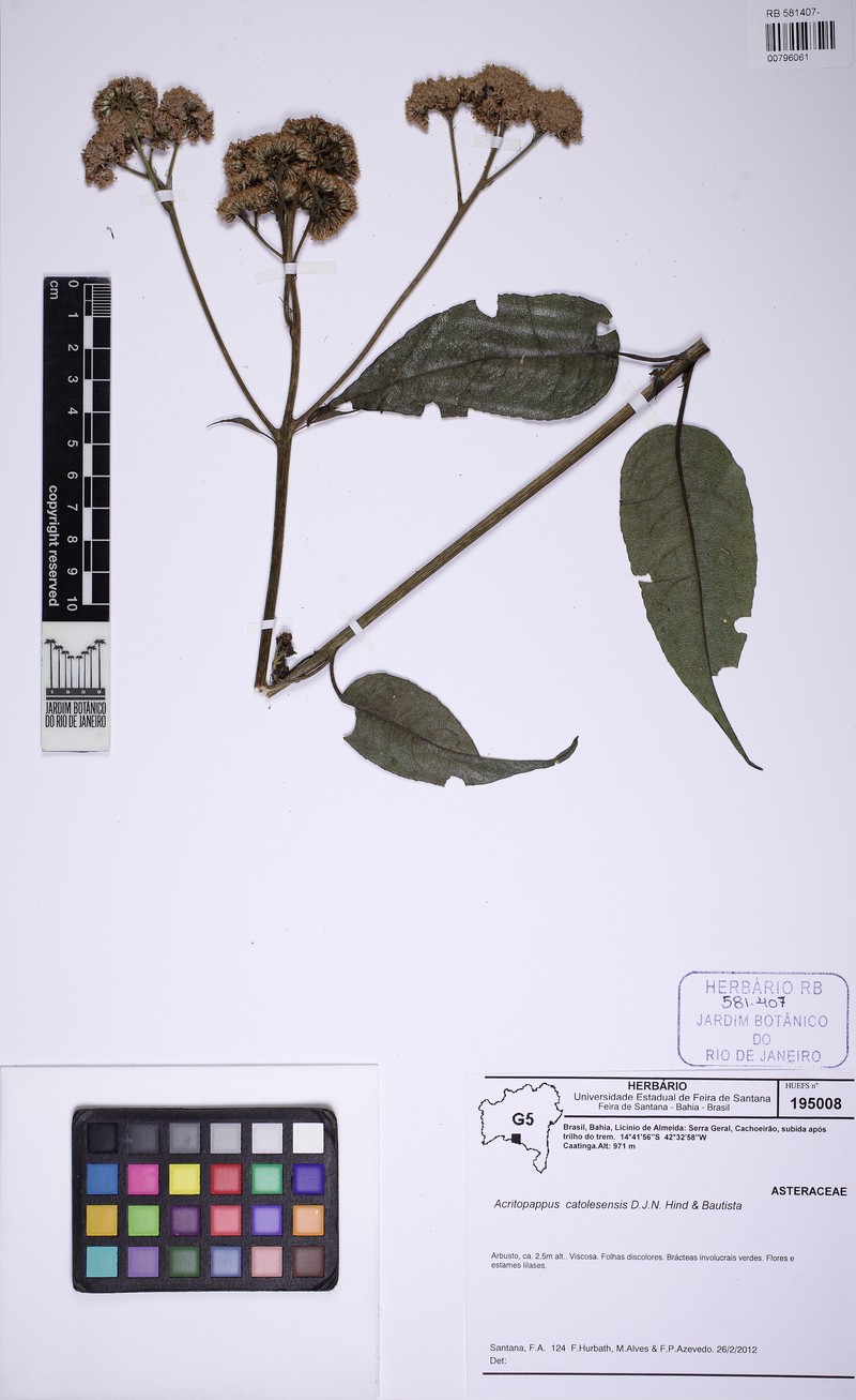 Acritopappus catolesensis photo 2