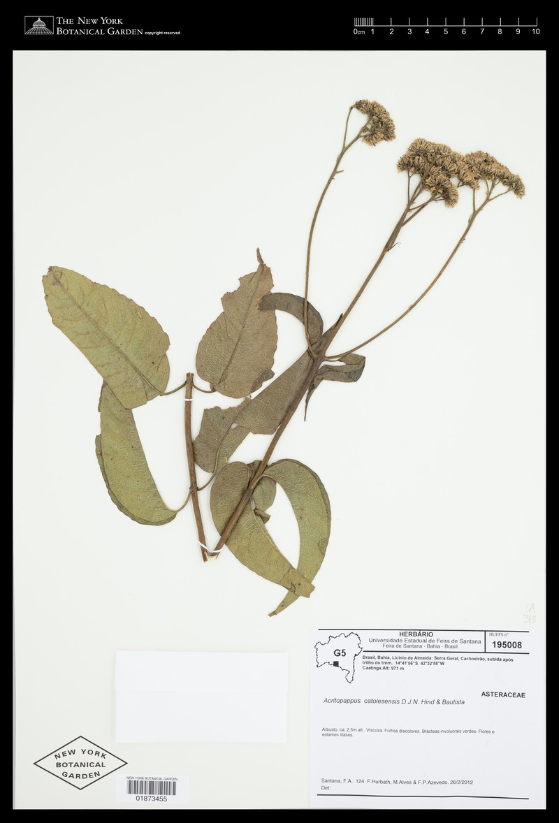 Acritopappus catolesensis photo 3