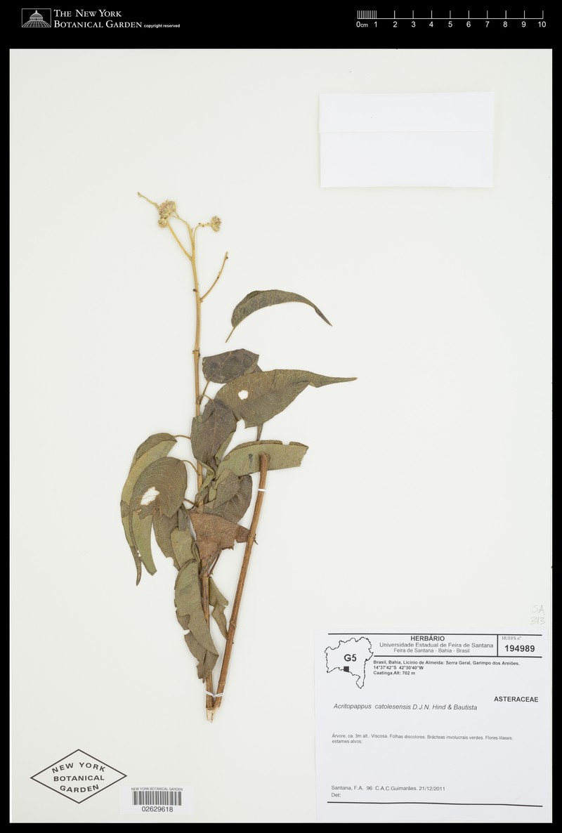 Acritopappus catolesensis photo 4