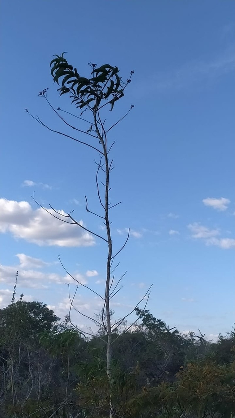 Acritopappus confertus