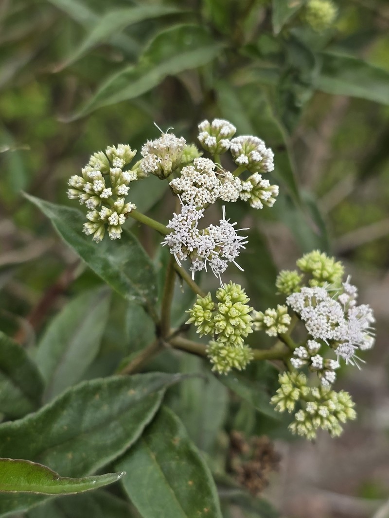 Acritopappus confertus photo 3