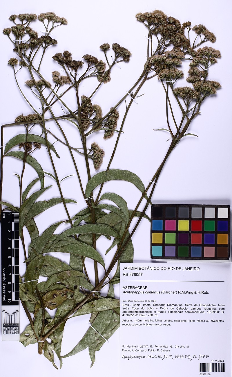 Acritopappus confertus photo 4