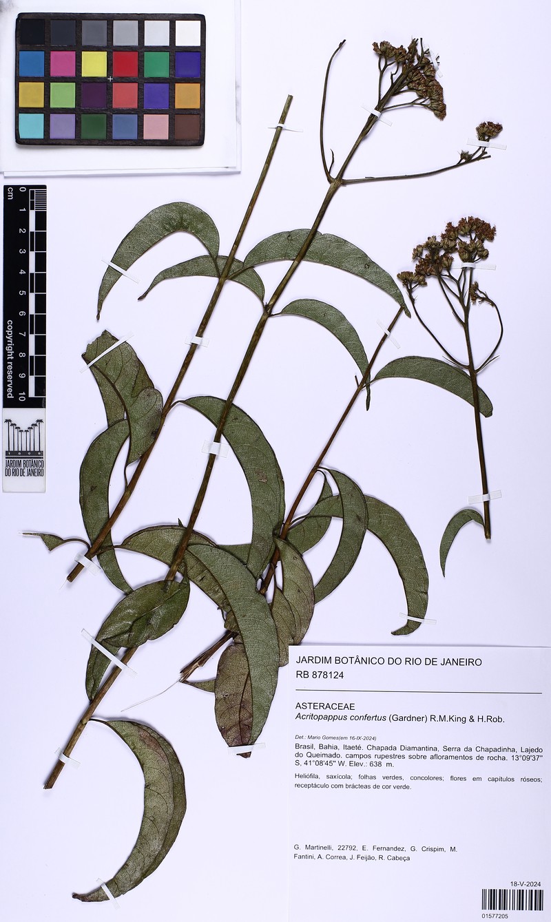 Acritopappus confertus photo 5