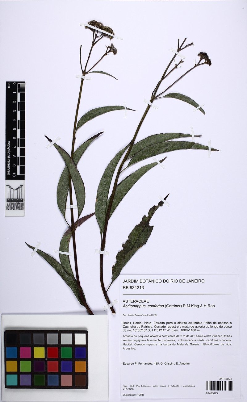Acritopappus confertus