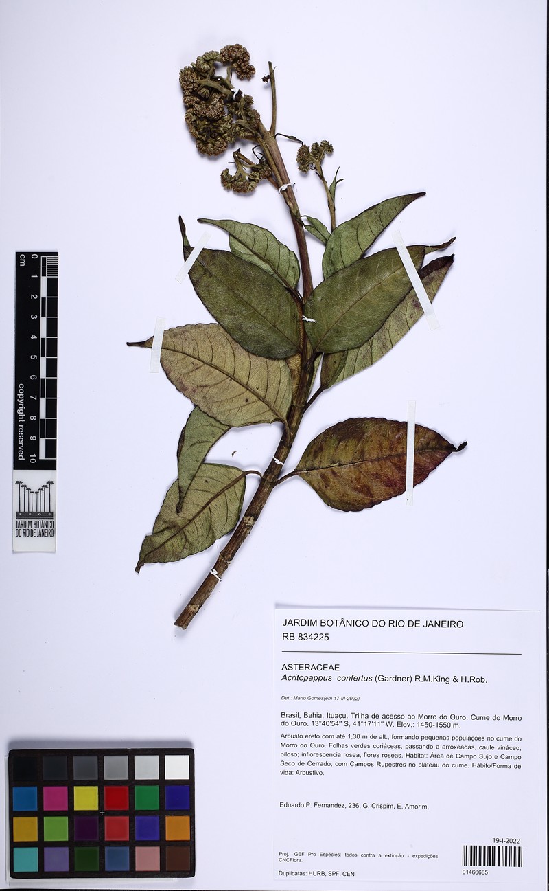 Acritopappus confertus photo 2