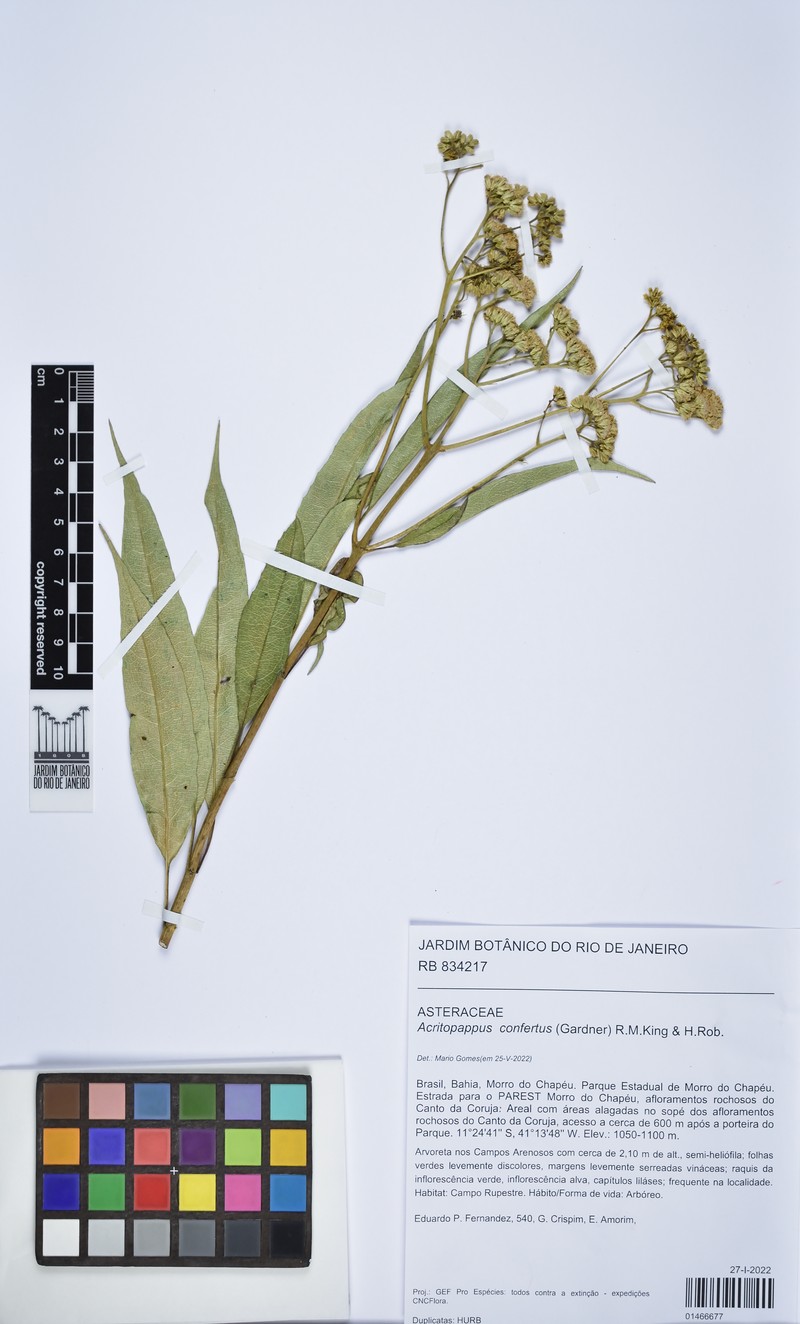 Acritopappus confertus photo 3