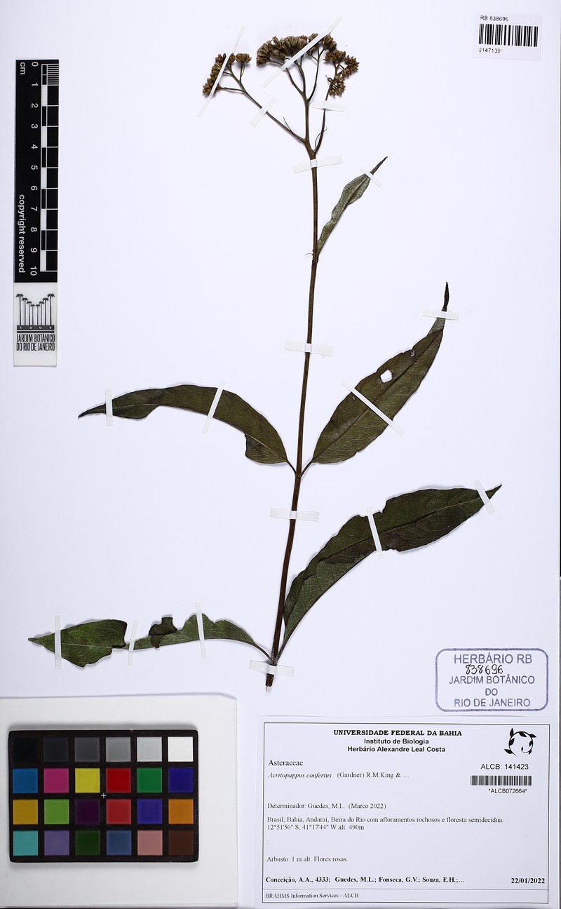 Acritopappus confertus photo 4