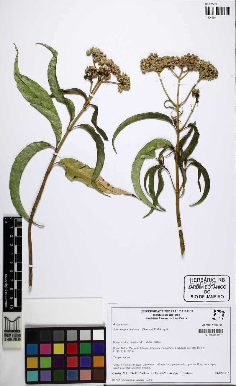 Acritopappus connatifolius