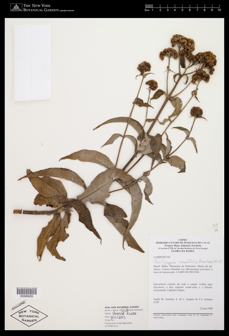 Acritopappus connatifolius photo 2