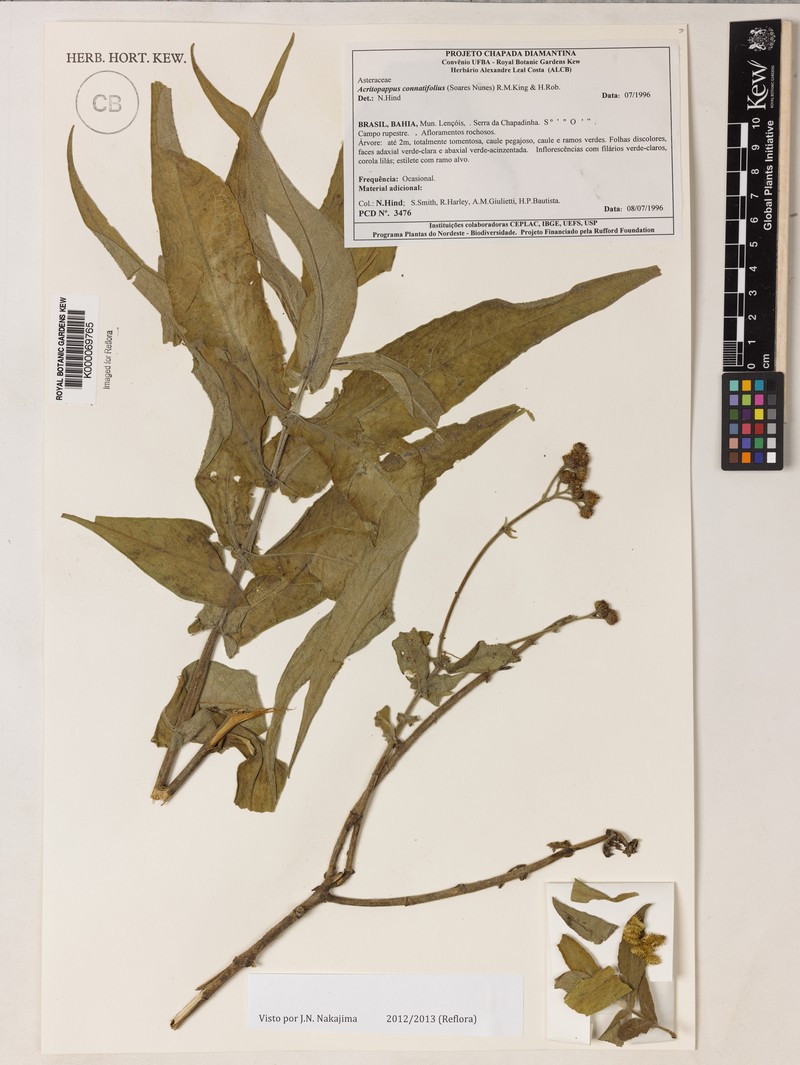 Acritopappus connatifolius photo 3