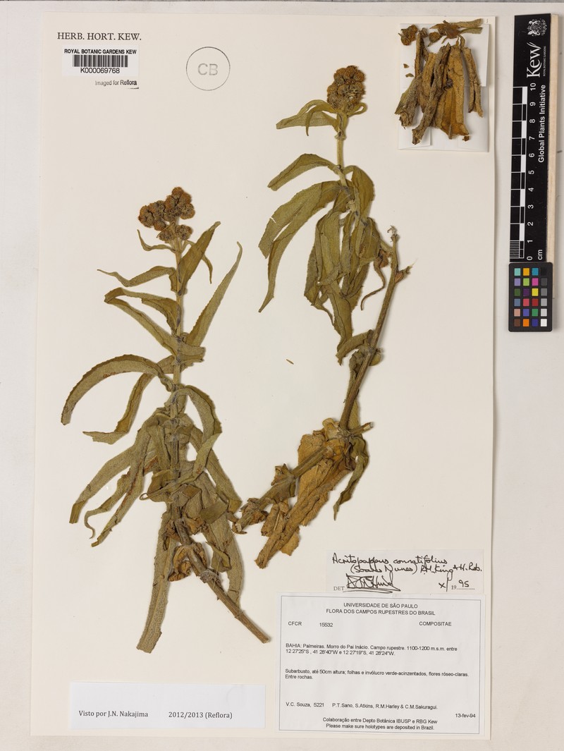Acritopappus connatifolius photo 4