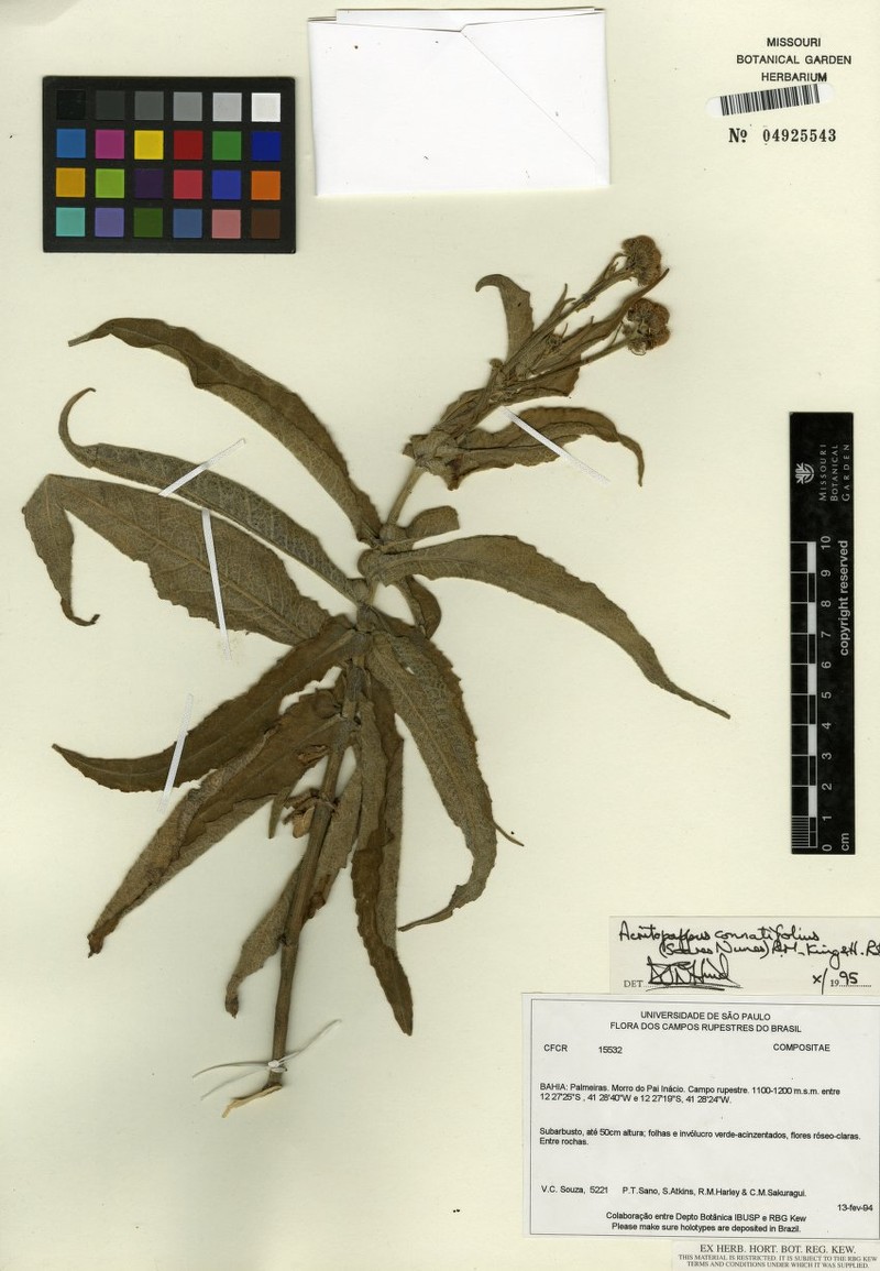 Acritopappus connatifolius photo 5