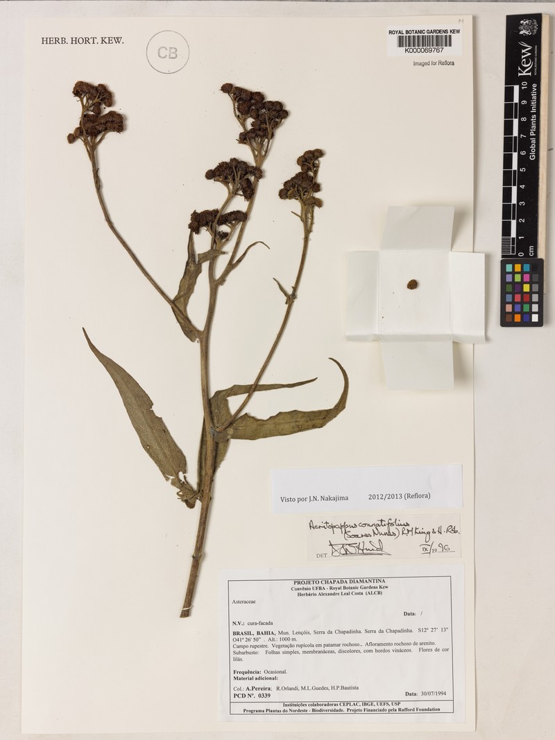 Acritopappus connatifolius photo 6
