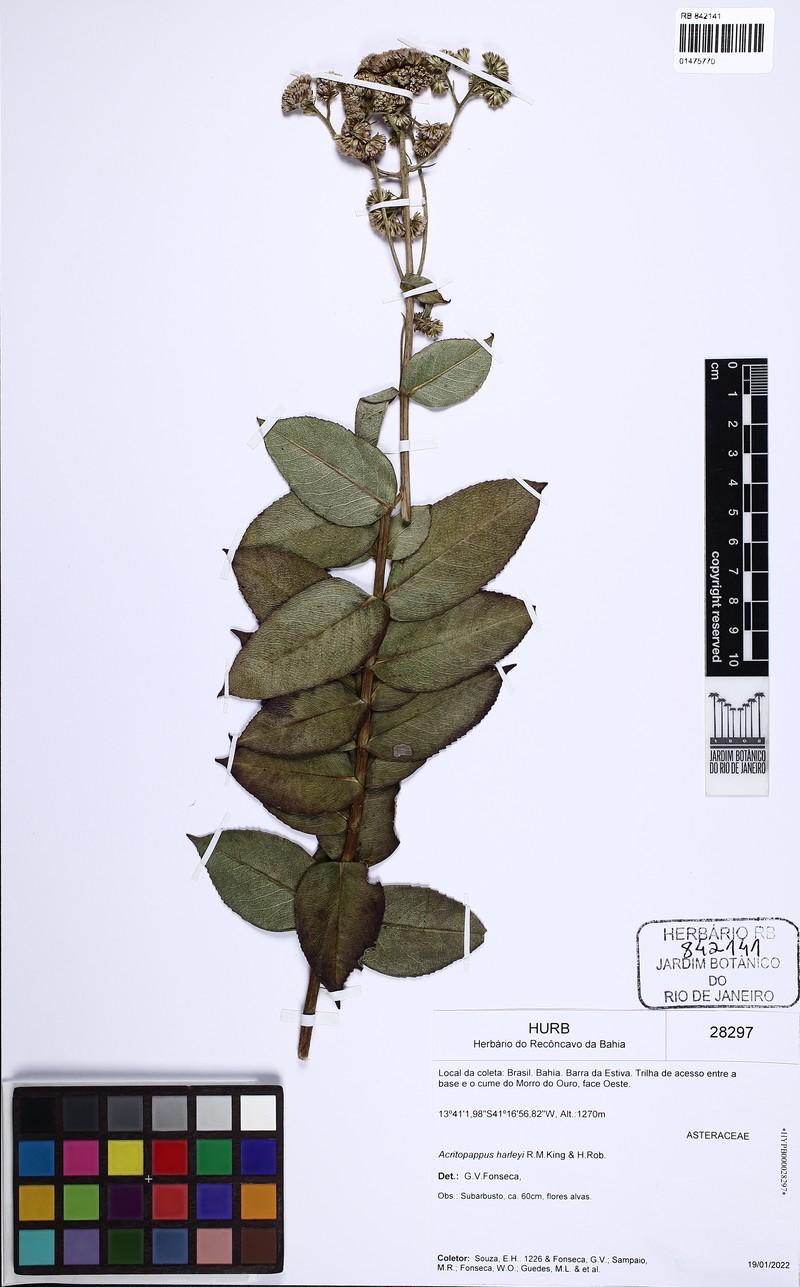 Acritopappus harleyi