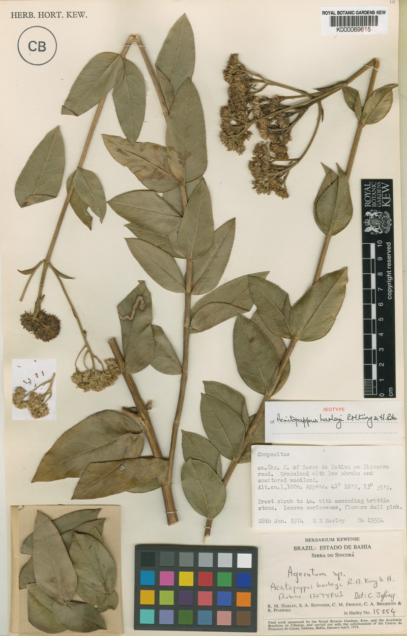 Acritopappus harleyi photo 2