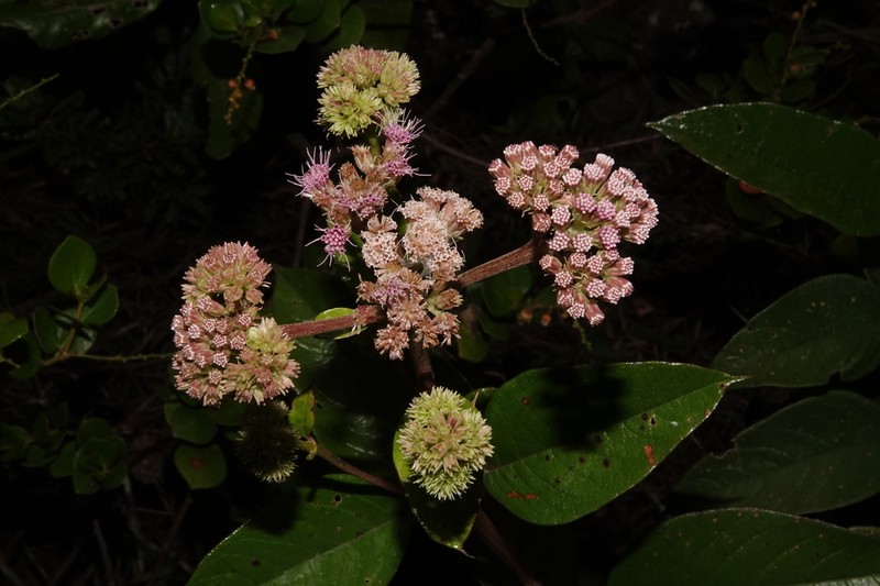 Acritopappus heterolepis