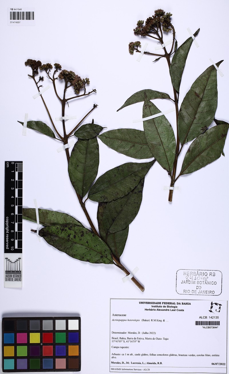 Acritopappus heterolepis