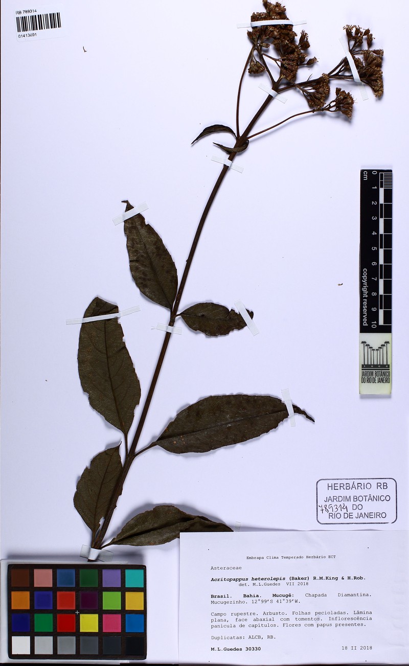 Acritopappus heterolepis photo 2