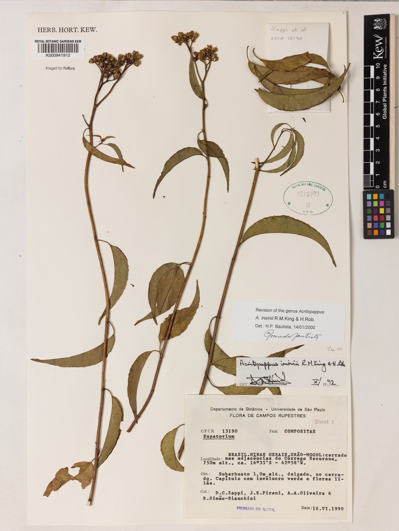 Acritopappus irwinii