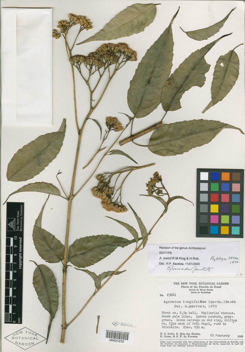 Acritopappus irwinii photo 2