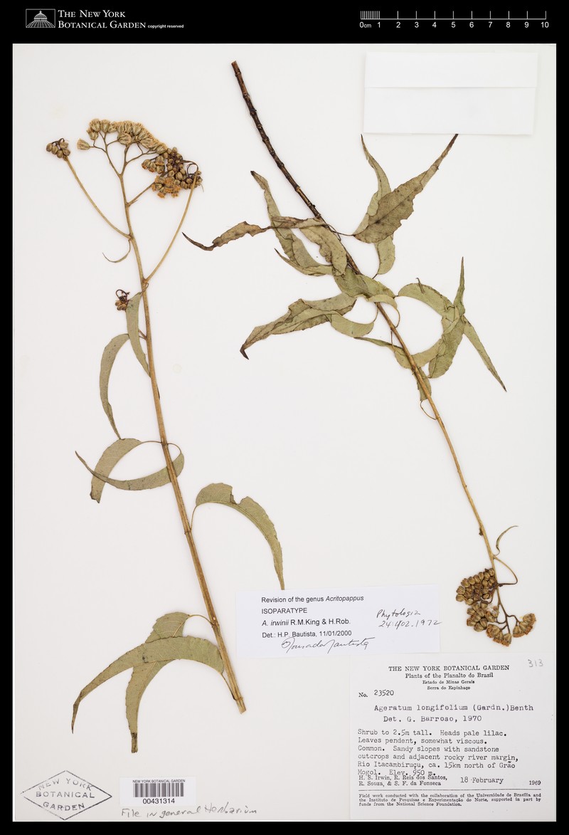 Acritopappus irwinii photo 3