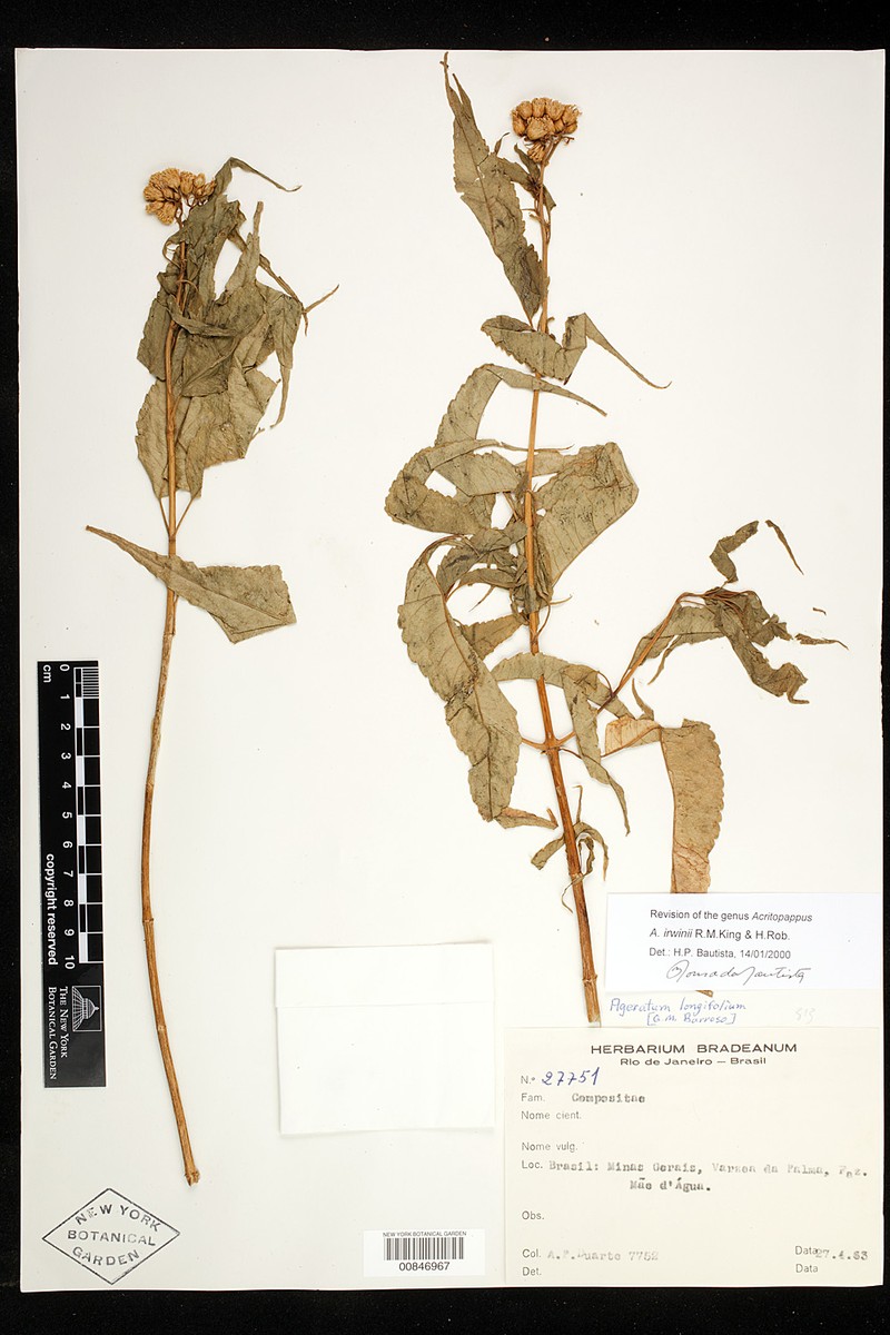 Acritopappus irwinii photo 4