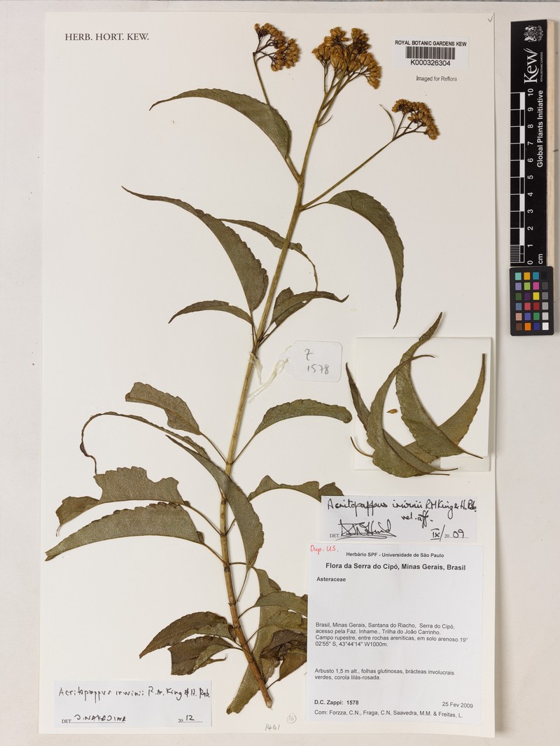 Acritopappus irwinii photo 5
