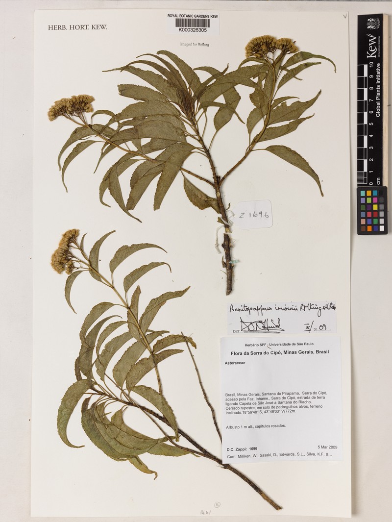Acritopappus irwinii photo 6