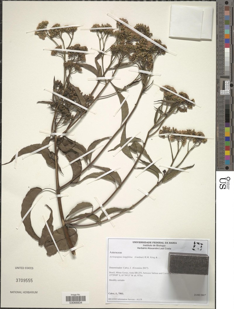 Acritopappus longifolius photo 3
