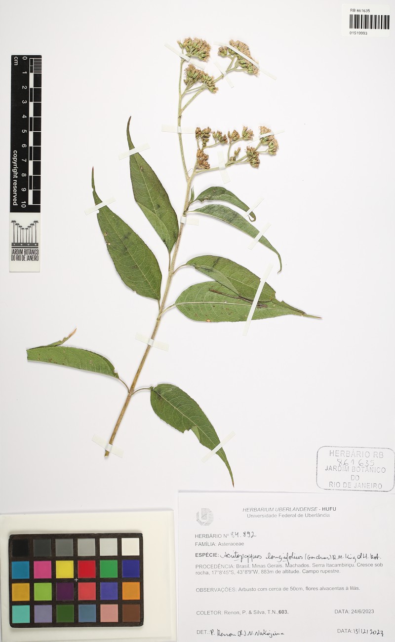 Acritopappus longifolius