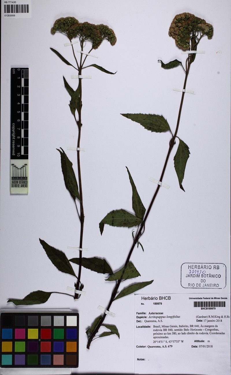 Acritopappus longifolius photo 2