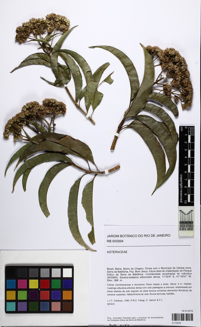 Acritopappus longifolius photo 3