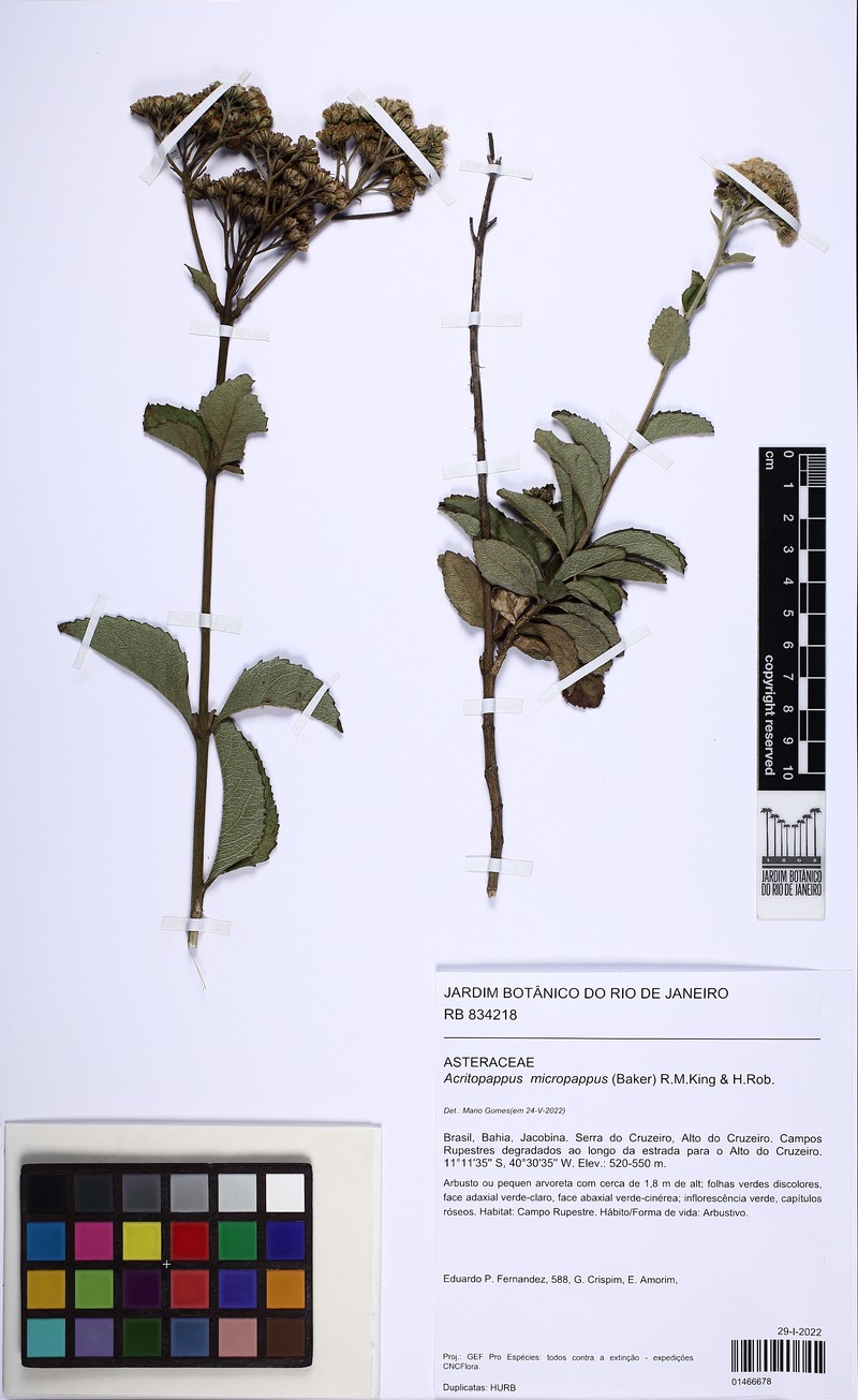 Acritopappus micropappus