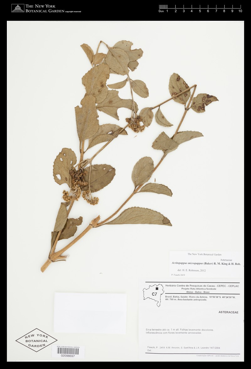 Acritopappus micropappus photo 2