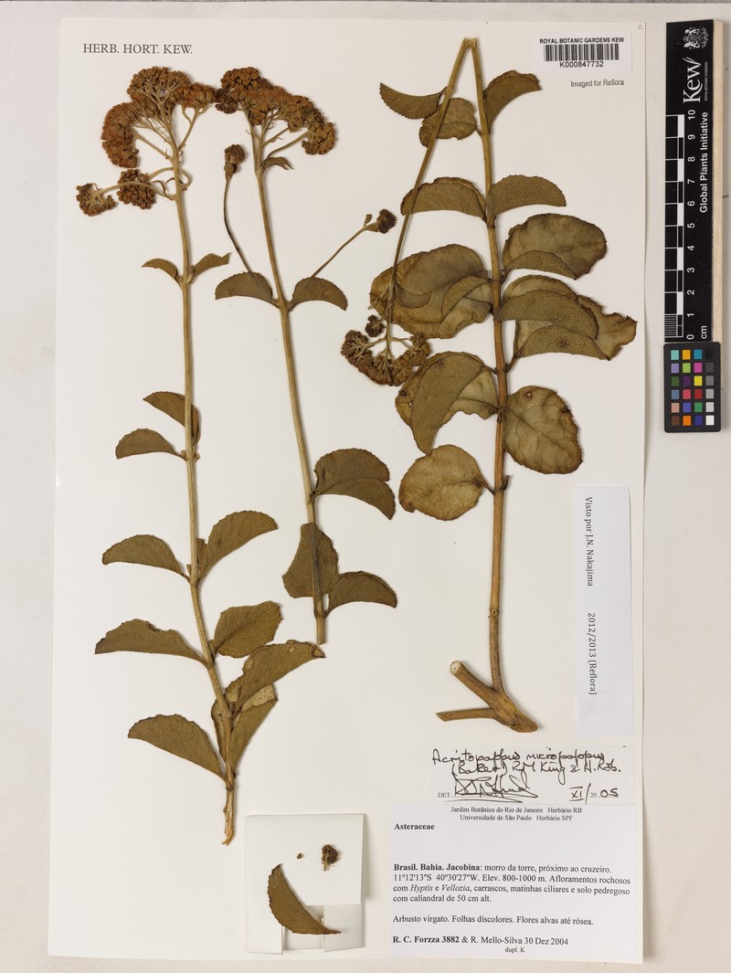 Acritopappus micropappus photo 3