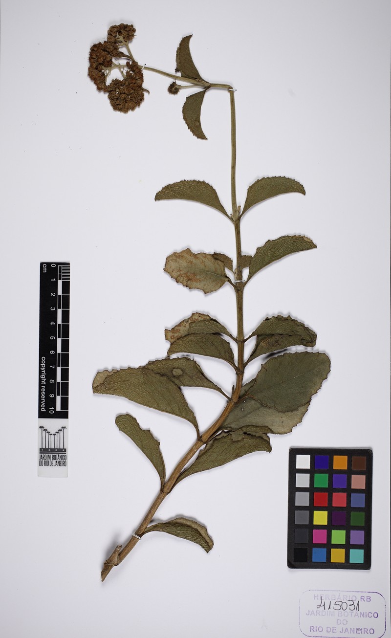 Acritopappus micropappus photo 4