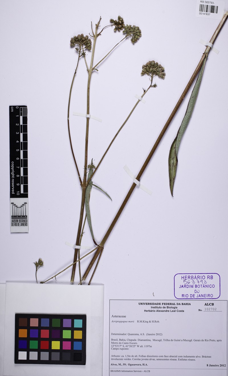 Acritopappus morii