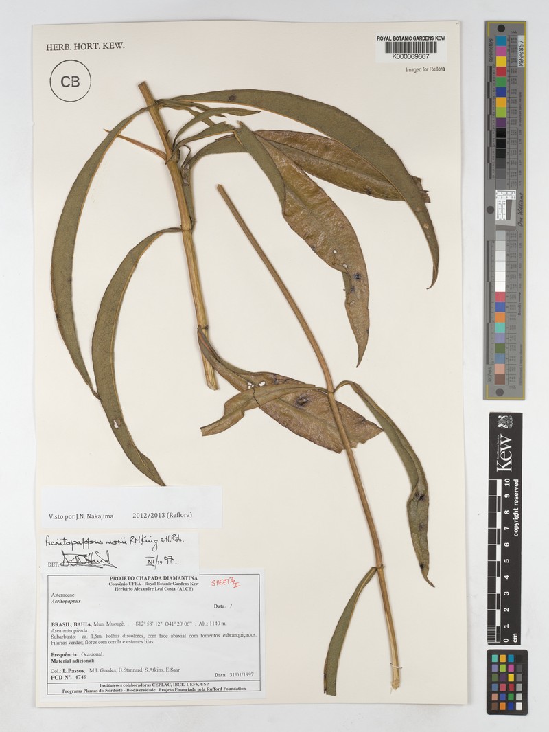 Acritopappus morii photo 2
