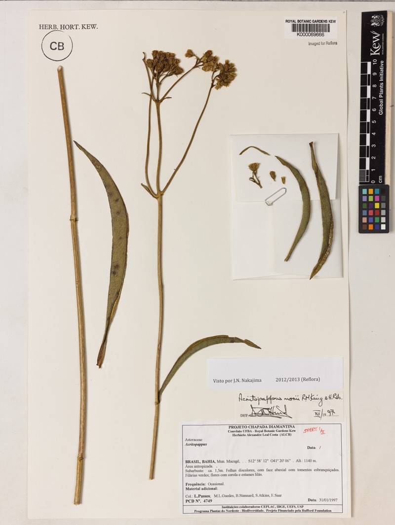 Acritopappus morii photo 3