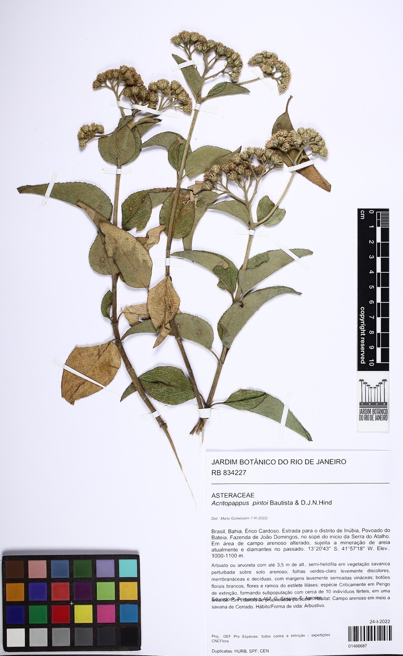 Acritopappus pintoi