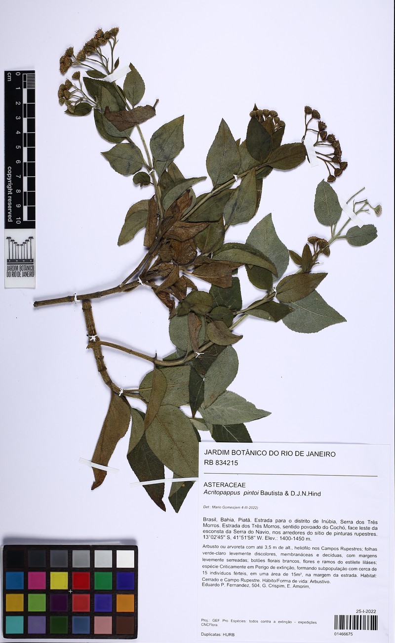 Acritopappus pintoi photo 2