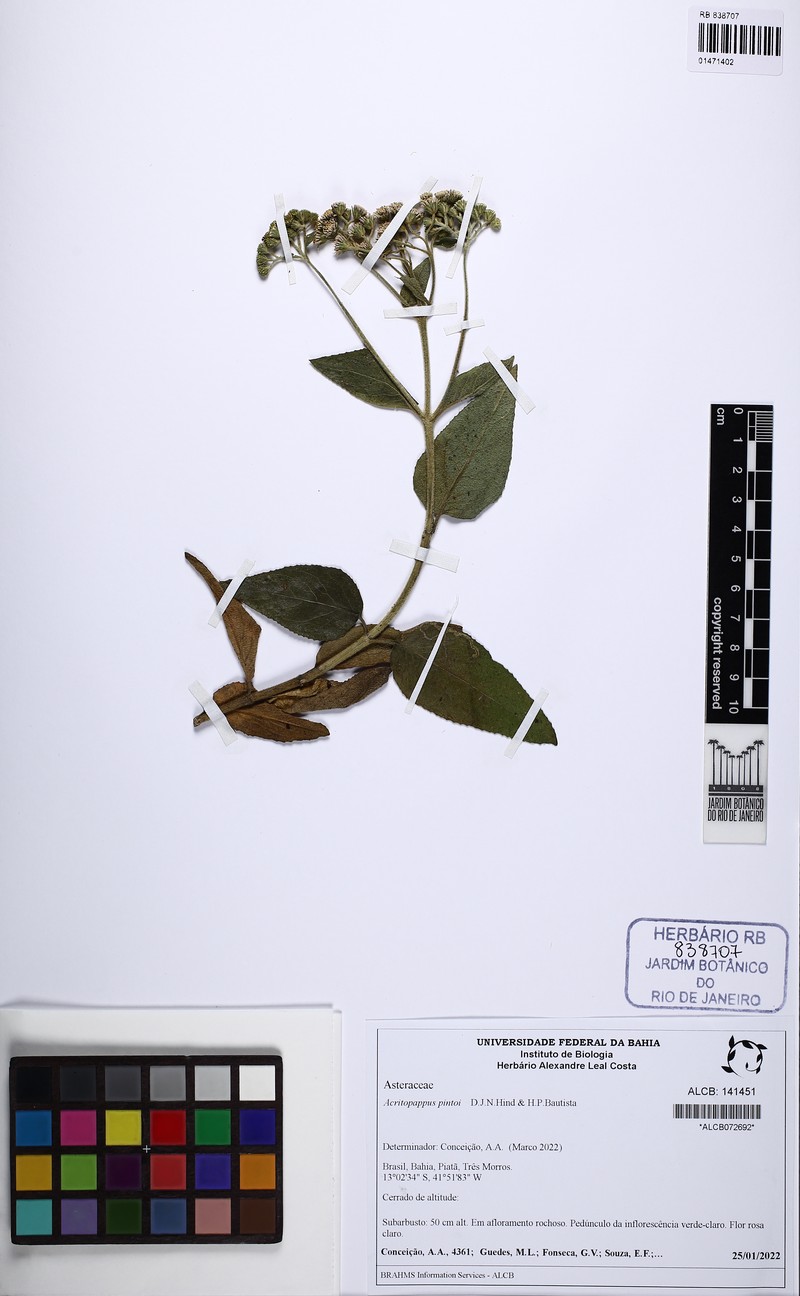 Acritopappus pintoi photo 3